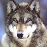 Tang pum diengman Logo