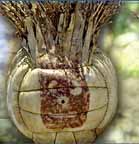 [BVH] Sr.Wilson Logo