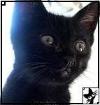 Alexander Dumie Logo