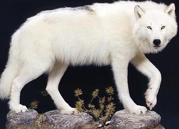 Kawat Perdicion del Wyrm Logo