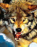 Bark At The Moon Logo